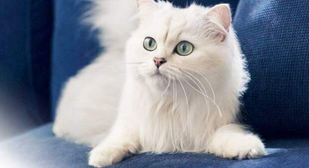 Картинки по запросу фото белый кот