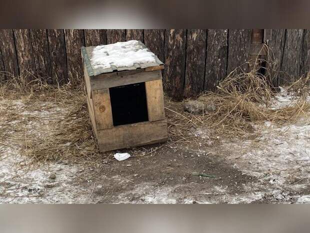 Жители Читы пожаловались на рассадник дворовых собак под окнами дома