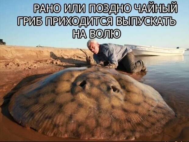 Чайный гриб Чайный гриб