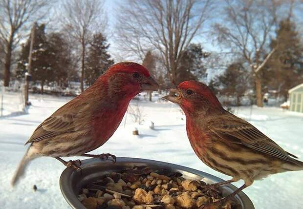 Женщина прикормила птиц и делает потрясающие портреты, пока они едят зима, птицы, фотографии