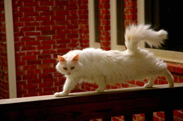 Кошка на балконе 