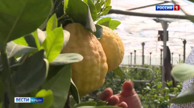 Крымский агротуризм: как фермер превратил лимоны в дело жизни?