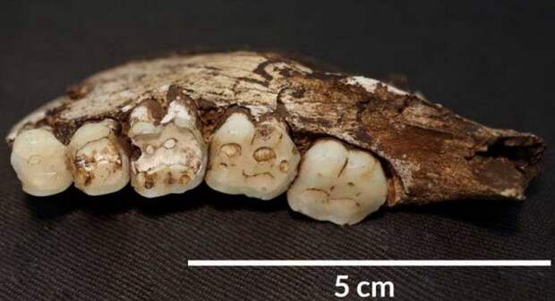 Износ зубов позволяет учёным узнать, чем питался древний человек. 