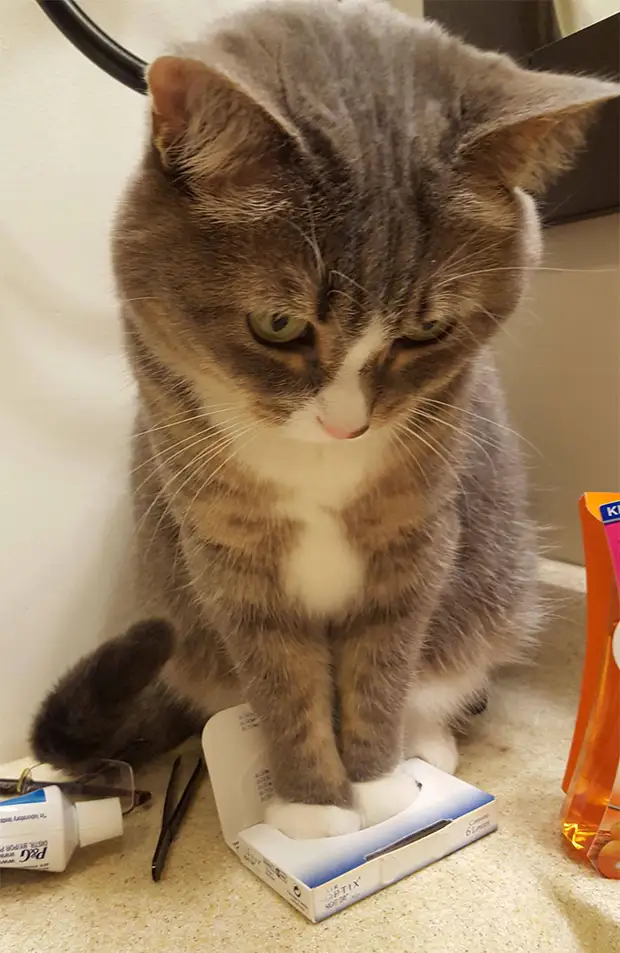 ����� ���������� �� ����