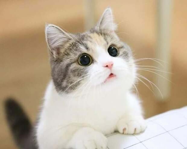 20 животных, очарованию которых невозможно сопротивляться! 20 животных, очарованию которых невозможно сопротивляться!