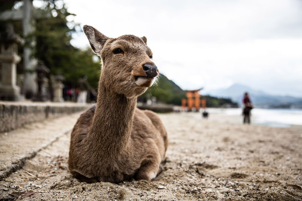 Работы с фотоконкурса National Geographic Travel Photographer 2019