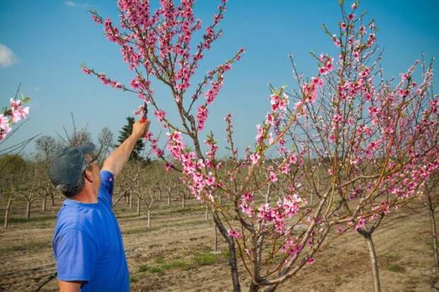 обработка персика весной против болезней и вредителей