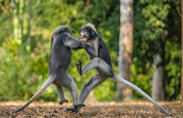 Фотографу из Питера удалось запечатлеть между двумя приматами драку в стиле кунг-фу Сергей Савви, в мире, драка, животные, кунг-фу, обезьяна, природа, фото