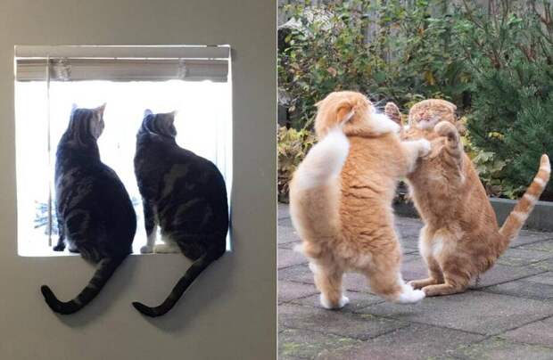 14 раз, когда люди поняли, что несколько котов лучше, чем один, и доказали снимками