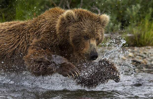 mama-bear-catches-a-salmon-to-feed-her-cubs-01