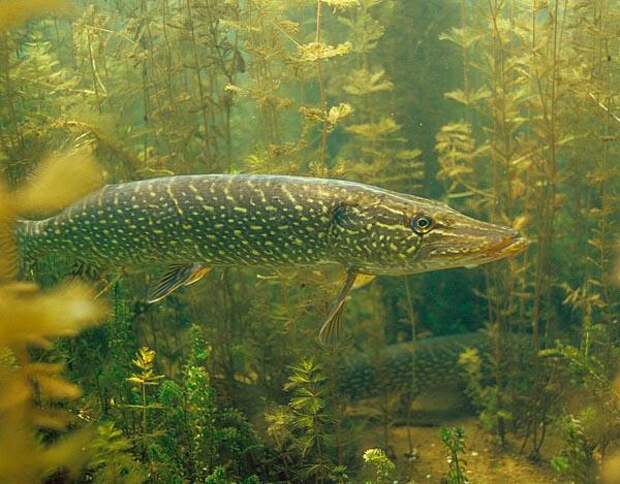 Речные рыбы России: список и описание видов