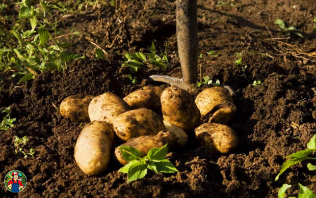 Урожай с одной рассады картошки.