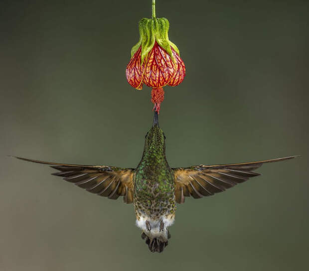 10 лучших снимков с конкурса фотографии дикой природы National Geographic
