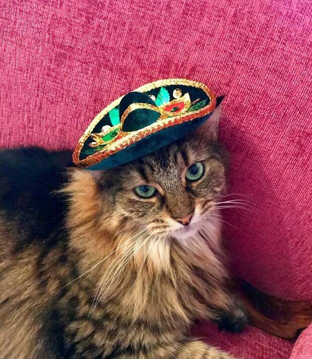 Котейки, знающие толк в моде на милые шапочки Котейки, знающие толк в моде на милые шапочки