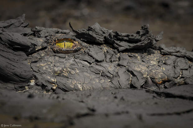 Лучшие фотографии Африки 2020