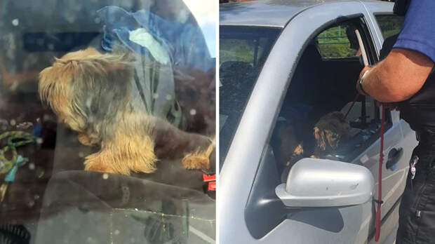 Британец разбил топором стекло автомобиля, чтобы спасти от жары запертую внутри собаку. Изображение: кадр из видео