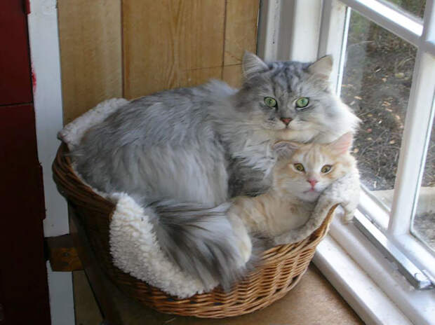 Кошки помещаются во всем