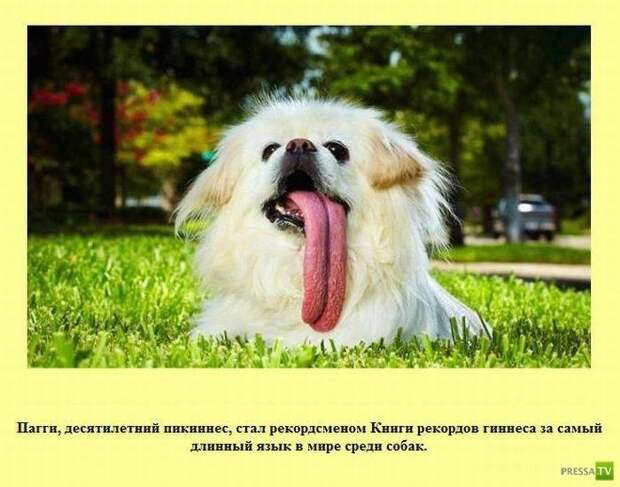 Прикольные факты о которых вы не знали