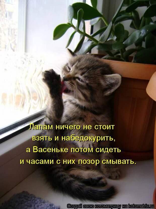 Лучшие котоматрицы недели