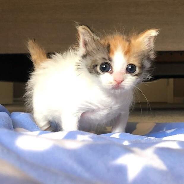 Котенок на кровати Трехцветный котенок