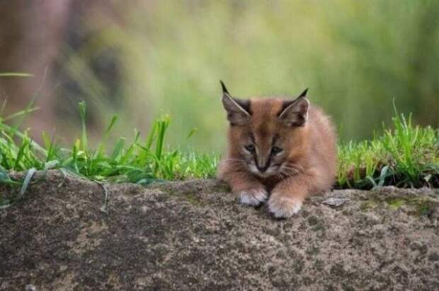 Котята каракала — одни из самых чудесных созданий на Земле