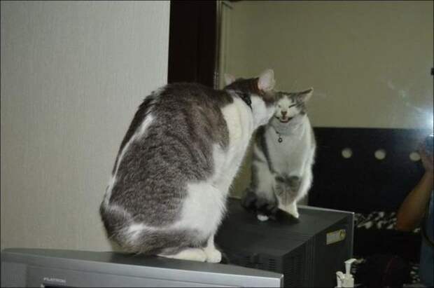 Кошки у зеркала животные, зеркало, коты