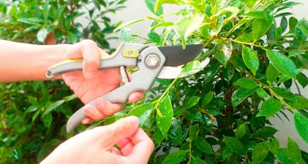 Обрезка и подвязывание комнатных растений