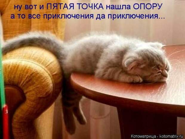 Лучшие котоматрицы недели