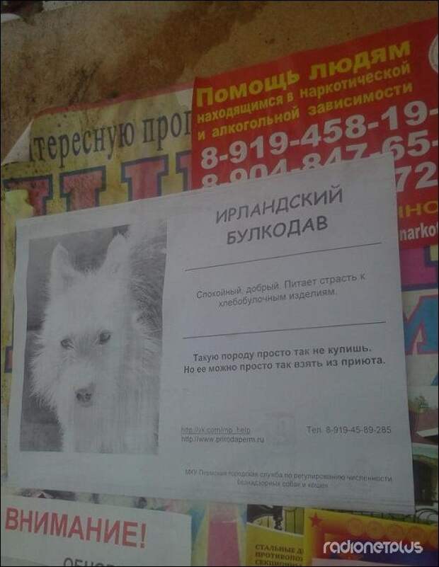 Забавные объявления, надписи и иной человечий креатив