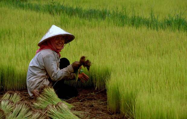 Вторая копия гена повысила урожайность риса на 40 процентов