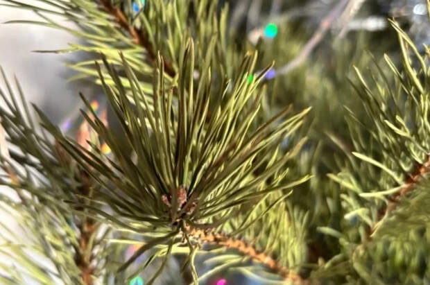 Доцент Золотарева: неправильная уборка елки может ухудшить качество воздуха