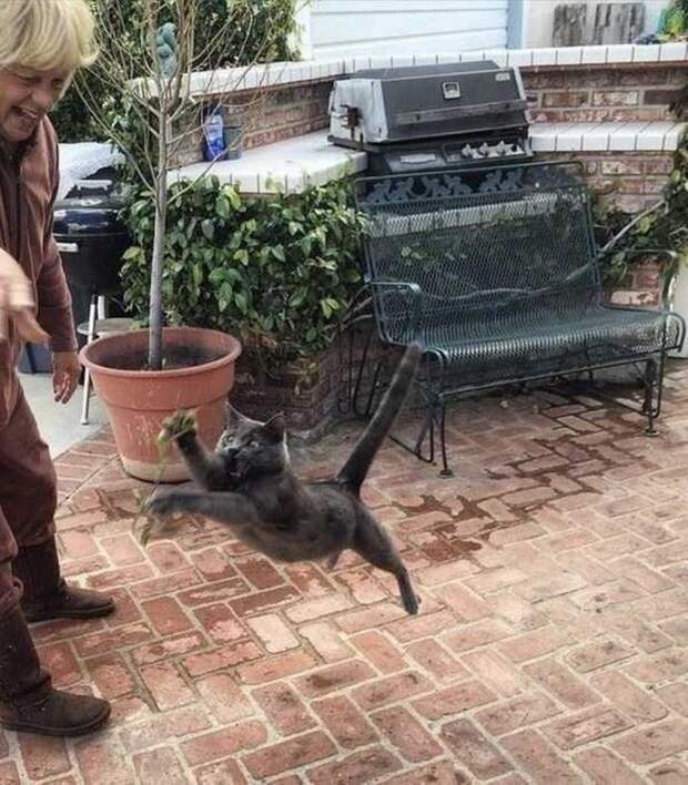 Кот