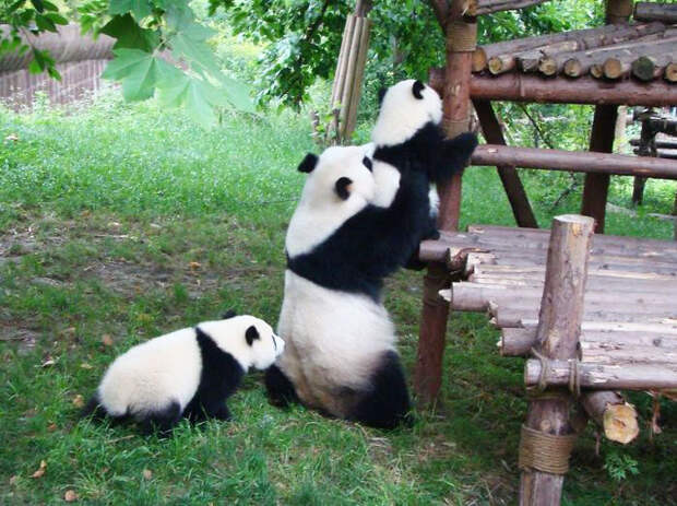 Детский сад для панд существует. И это самое милое место на планете)