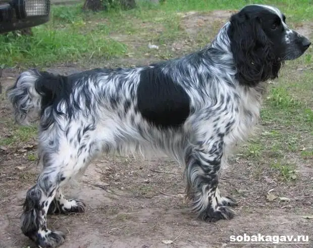Русский кокер спаниель собака. Описание, уход и цена русского кокер спаниеля