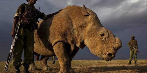 Последнего в мире самца северного белого носорога усыпили