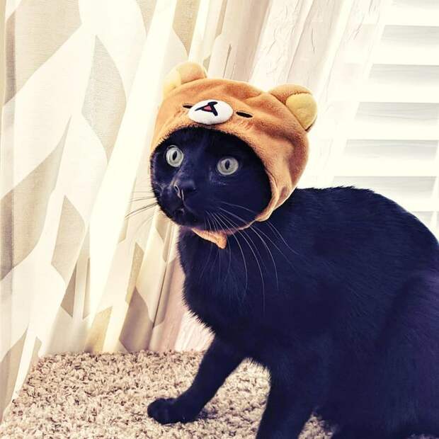 Котейки, знающие толк в моде на милые шапочки Котейки, знающие толк в моде на милые шапочки