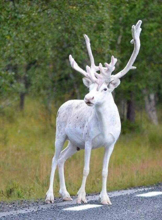 В Швеции обнаружили крайне редкого белого оленя. 
