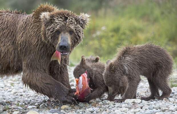 mama-bear-catches-a-salmon-to-feed-her-cubs-06