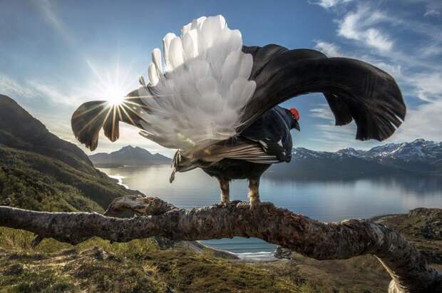Плывущий медведь и морской дракон: лучшие фотографии BigPicture Natural World 2019