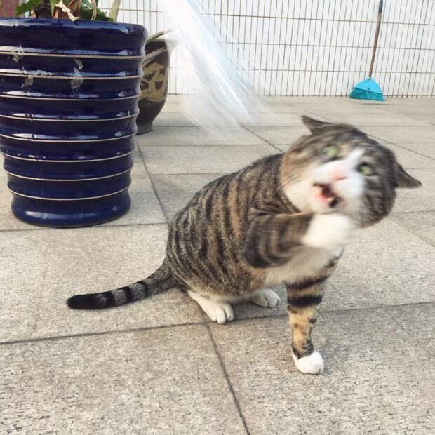 19 фото котика, эмоции которого вмиг избавляют от плохого настроения