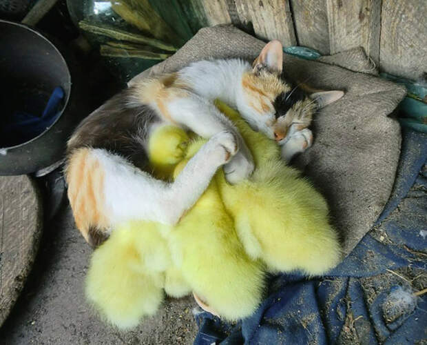 Смешные коты вновь попали в объектив фото камер