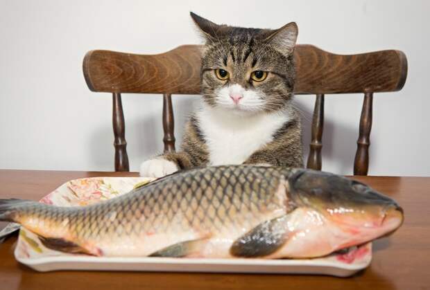 Cats_Fish_Food_Glance_462892 (700x474, 85Kb)