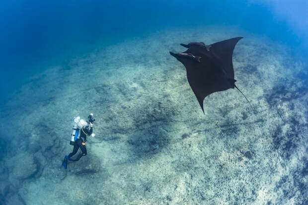 Скат Манта (морской дьявол) плавает вместе с командой биологов биология, исчезновение видов, мексика, новости, подводный мир, скат, фотография