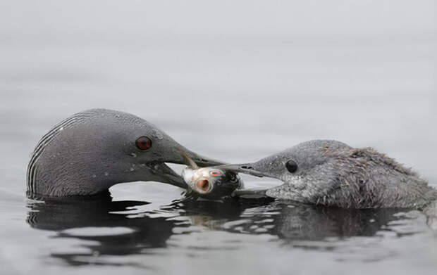 Удивительно искренние отношения животных и птиц в 10 фотографиях