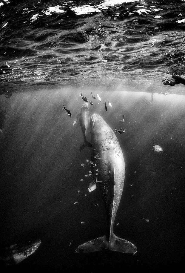 Подводное царство духозахватые чёрно-белые фотографии жизни под водой 12
