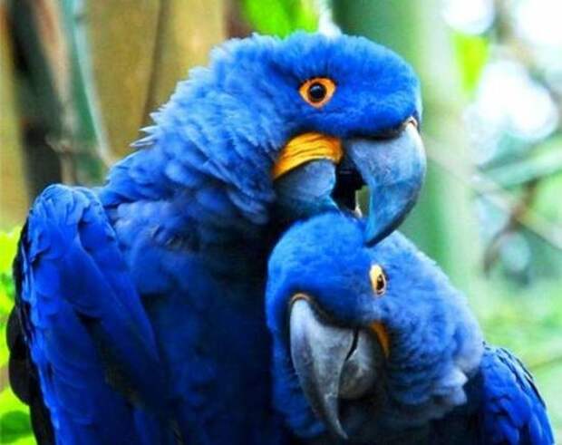 Попугай голубой ара вымирание, животные, факты