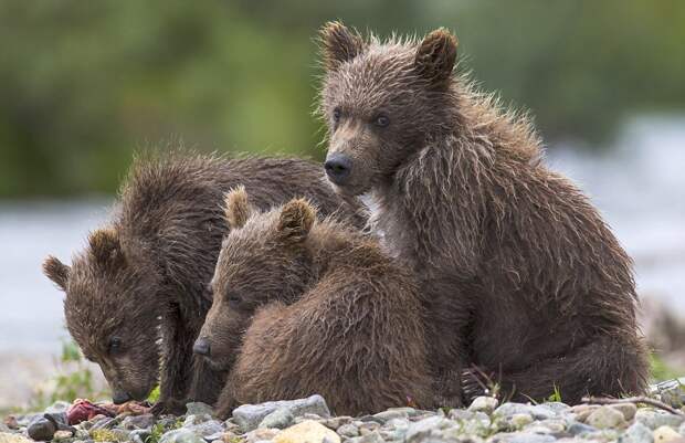 mama-bear-catches-a-salmon-to-feed-her-cubs-12