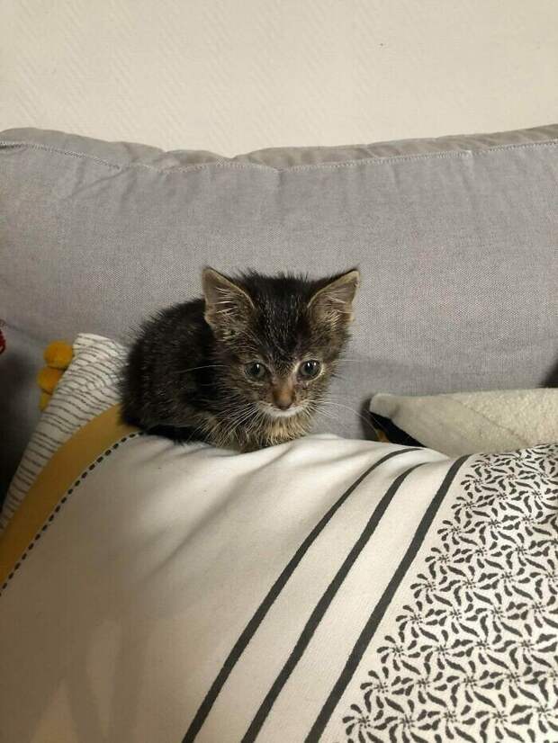 Незаконно маленькие котейки, которые своруют ваше сердце