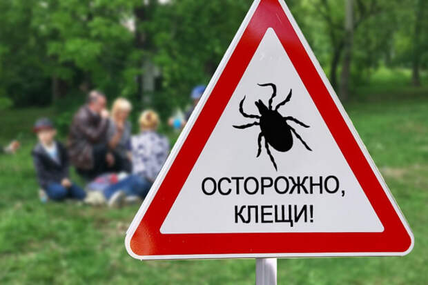 В Крыму 11 человек заболели клещевым боррелиозом