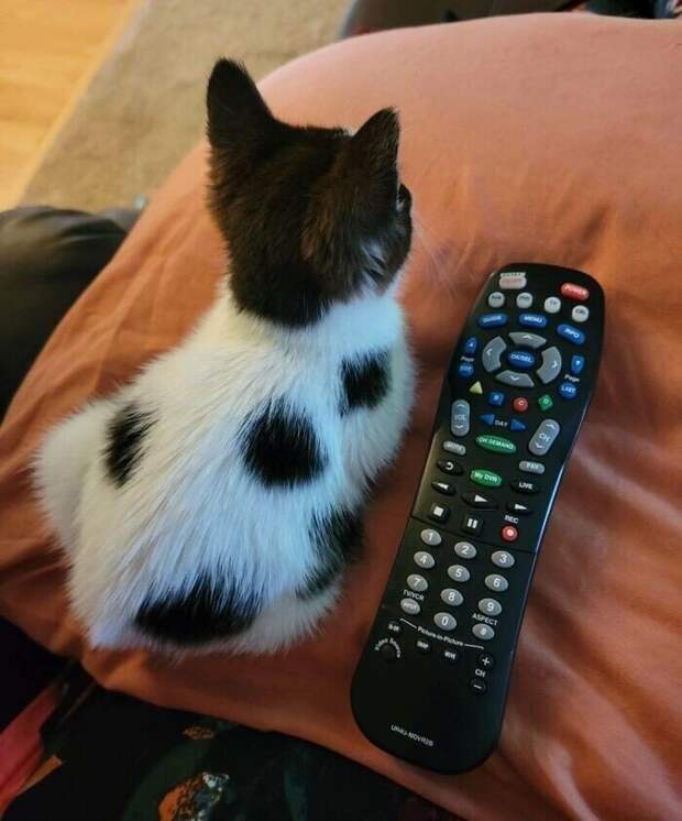 Незаконно маленькие котейки, которые своруют ваше сердце